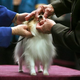 Illustration for article titled More Puppy Love From the Westminster Dog Show